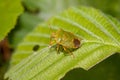 Wood bug on green sheet Royalty Free Stock Photo