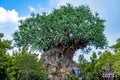 Disney world Orlando Florida animal kingdom tree of life Royalty Free Stock Photo