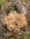 Wood Cauliflower Fungus Royalty Free Stock Photo