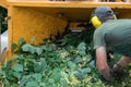 Wood chipper blowing tree branches cut A tree chipper or wood chipper is a portable machine used for reducing wood into smaller Royalty Free Stock Photo