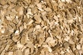 Wood chips. Royalty Free Stock Photo