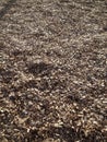 Wood chips 2