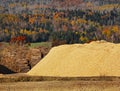 Wood Chips Logs Sawdust Autumn Forest