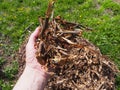 Wood chips recycled chopped tree branches lie in a pile in the garden