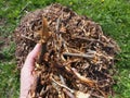 Wood chips recycled chopped tree branches lie in a pile in the garden