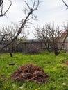 Wood chips recycled chopped tree branches lie in a pile in the garden