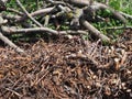 Wood chips recycled chopped tree branches lie in a pile in the garden
