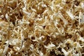 Wood chips background. Sawdust Royalty Free Stock Photo