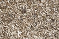 Wood chips, sawdust pile. Biofuel component. Royalty Free Stock Photo