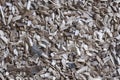 Wood chips, sawdust pile. Biofuel component. Royalty Free Stock Photo