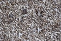 Wood chips, sawdust pile. Biofuel component. Royalty Free Stock Photo