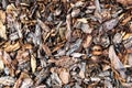 Wood chips or sawdust texture background, background pattern Royalty Free Stock Photo