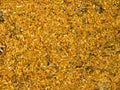 Wood chips and sawdust texture or background Royalty Free Stock Photo