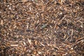 Wood chips and twigs, texture background Royalty Free Stock Photo