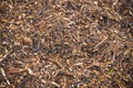 Wood chips and twigs, texture background Royalty Free Stock Photo