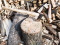 Wood chopper ax in block for chopping firewood Royalty Free Stock Photo