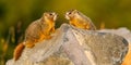 Wood Chuck Pups Royalty Free Stock Photo