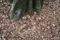 Wood chunks near the tree Royalty Free Stock Photo