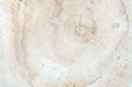 Wood circle texture slice background. Tree rings. Closeup view.
