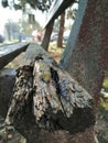 Wood city bench in decay and rotting wood