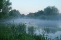 Wood on coast of the river, morning