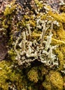 Wood covered with leafy foliose lichens and shrubby fruticose lichens Royalty Free Stock Photo