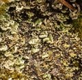 Wood covered with leafy foliose lichens and shrubby fruticose lichens