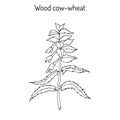 Wood cow-wheat, Night and Day Melampyrum nemorosum , medicinal plant