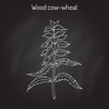 Wood cow-wheat, Night and Day Melampyrum nemorosum , medicinal plant