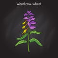 Wood cow-wheat, Night and Day Melampyrum nemorosum , medicinal plant