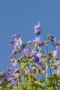 Wood Cranesbill