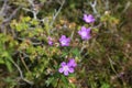 Wood cranesbill flowers (Geranium sylvaticum