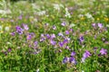 Wood cranesbill flowers in the meadow