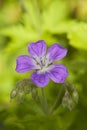 Wood cranesbill (Geranium sylvaticum)