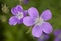 Wood cranesbill (Geranium sylvaticum)