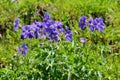 Wood Cranesbill growing in alpine meadow. Nordtirol, Austrian Alps. June