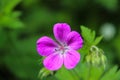 Wood Cranesbill 'Mayflower' - Geranium sylvaticum