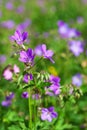 Wood cranesbill on a meadow