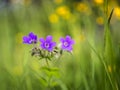 Wood cranesbill