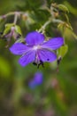 Wood cranesbill, woodland geranium, Geranium sylvaticum. Forest geranium Royalty Free Stock Photo