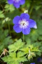 Wood cranesbill, woodland geranium, Geranium sylvaticum. Forest geranium Royalty Free Stock Photo