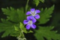 Wood cranesbill, woodland geranium, Geranium sylvaticum Royalty Free Stock Photo