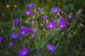 Wood cranesbill, woodland geranium, Geranium sylvaticum Royalty Free Stock Photo