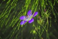 Wood cranesbill, woodland geranium, Geranium sylvaticum. Forest geranium Royalty Free Stock Photo