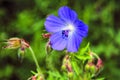 Wood cranesbill, woodland geranium, Geranium sylvaticum. Forest geranium. Royalty Free Stock Photo