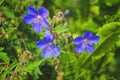 Wood cranesbill, woodland geranium, Geranium sylvaticum. Forest geranium. Royalty Free Stock Photo