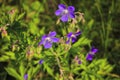 Wood cranesbill, woodland geranium, Geranium sylvaticum. Forest geranium Royalty Free Stock Photo