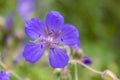 Wood cranesbill, woodland geranium, Geranium sylvaticum. Forest geranium. Royalty Free Stock Photo