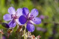 Wood cranesbill, woodland geranium, Geranium sylvaticum. Forest geranium close up Royalty Free Stock Photo