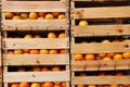 Wood crates full of oranges Royalty Free Stock Photo